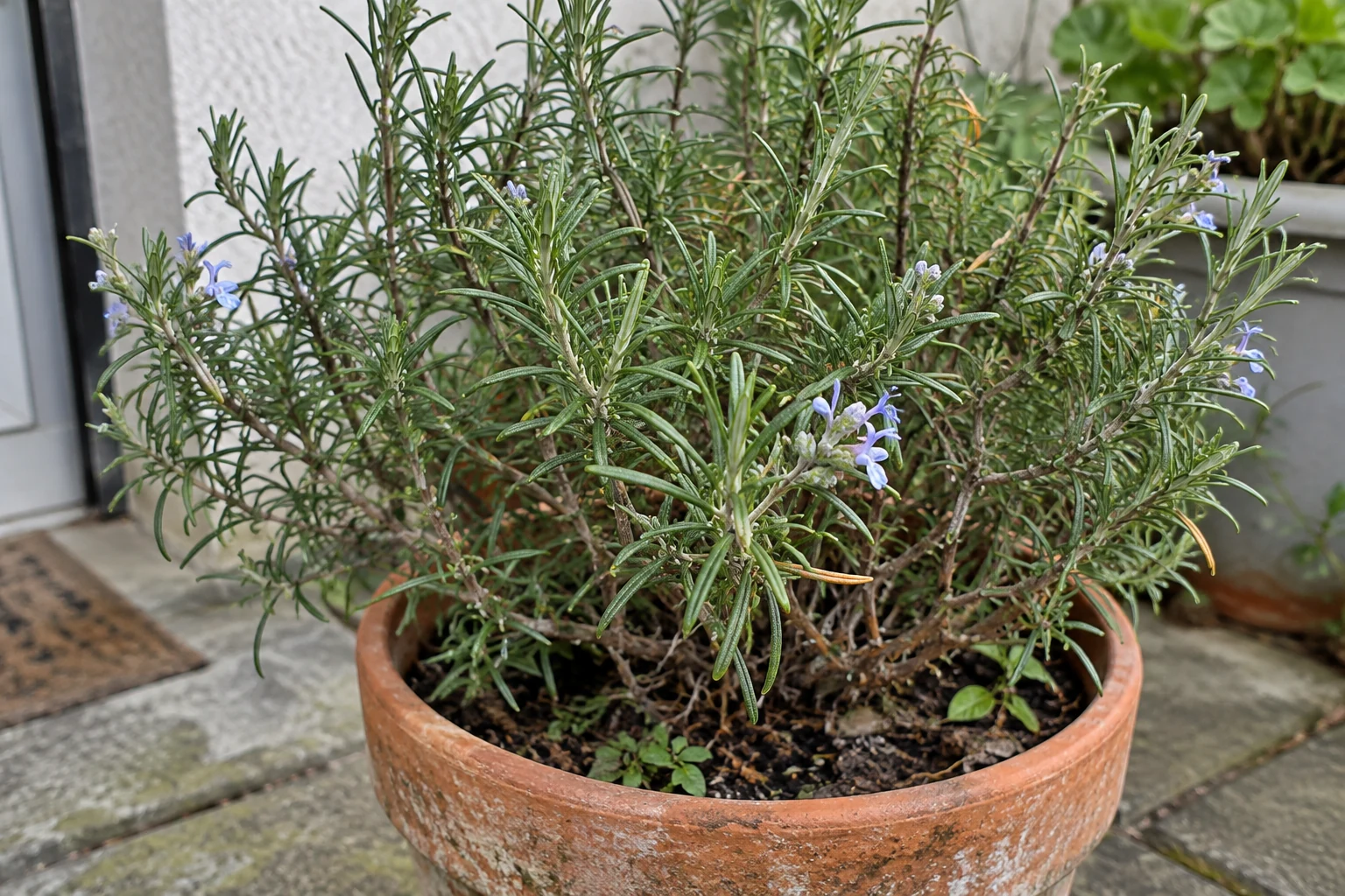 A fragrant Mediterranean shrub — illustrative photograph