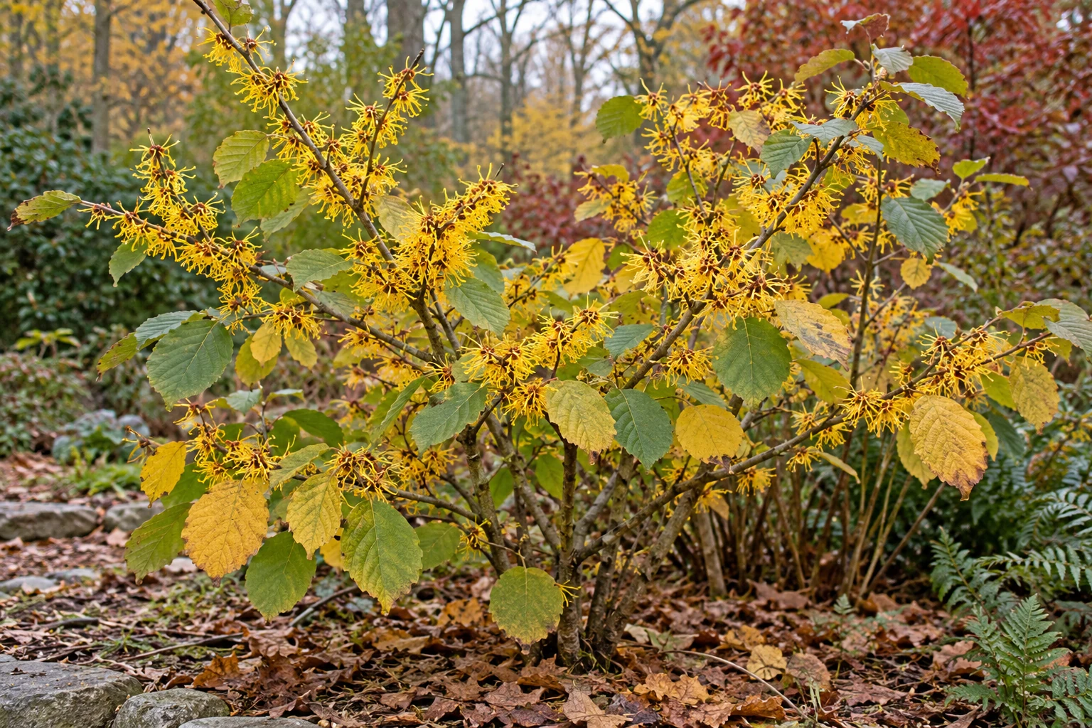 A flowering shrub with a traditional external use — illustrative photograph