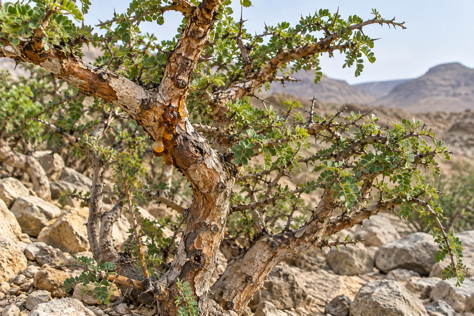 An aromatic resin from a thorny tree — illustrative photograph